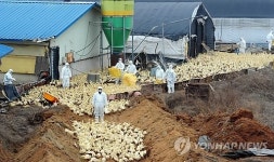 살처분 되는 오리들