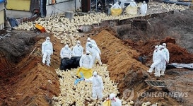 살처분 되는 오리들