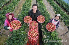 함양 설향 딸기 맛보세요