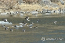 원주 섬강 일대 철새 분변서 AI 양성 반응