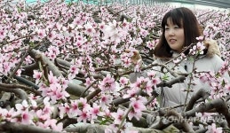 복사꽃 향기 속으로