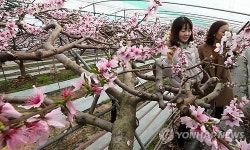 복사꽃 향기 속으로