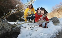 계곡에 고개 내민 버들강아지