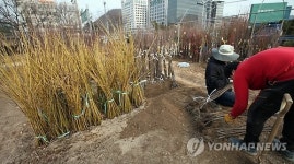 봄 맞이 묘목 준비