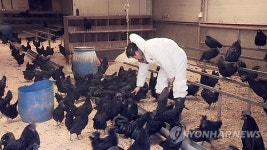 논산 AI…천연기념물 연산 오계 피난길 오를까