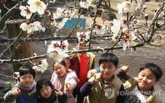 활짝 핀 매화와 어린이들