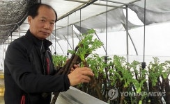 봄의 전령, 제천 두릅 맛 보세요