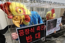 철창 안에 갇힌 닭
