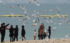 넘버원부산갈매기투어 | 포근한 부산…갈매기와 추억