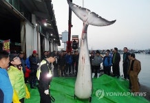 전북 부안 하왕등도 인근 해상에서 밍크고래 잡혀