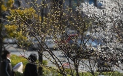 봄소식 전하는 산수유와 매화