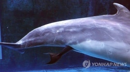 출산하는 큰돌고래