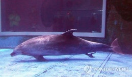 출산하는 큰돌고래