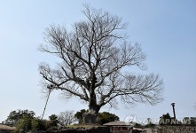 수령 1천년 제주 성읍리 느티나무 복제 추진