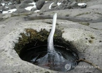 새싹 돋듯 피어난 한라산 역고드름