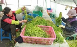 용각산미나리 맛보세요