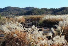 서천 신성리 갈대밭 한국 관광의 별 후보 선정