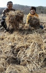 '땅속에서 건강을…' 덕유산 삼채 수확
