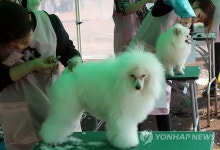 애견미용대회 예쁘게 깎아주세요
