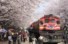 36만 그루 벚꽃의 향연…진해군항제 4월1일 개막