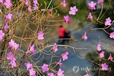 진달래꽃 핀 대학 캠퍼스
