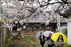 고향의 봄소식 알리는 살구꽃