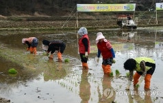 순천 해룡면서 조기재배 벼 모내기