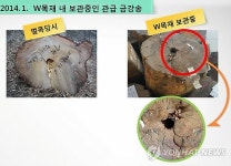 소나무 사진에 딱 걸린 신응수 대목장