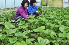 <카메라뉴스> 영동서 봄나물 곤달비 수확 한창