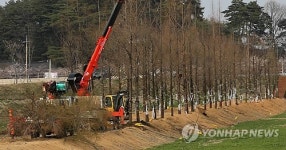 강릉에 메타세쿼이아 길 만든다
