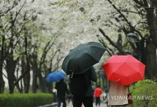 비 내리는 벚꽃길