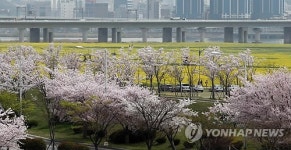부산 낙동강변에 벚꽃과 유채꽃 물결