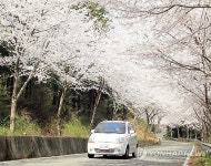 경남 고성군 10리 벚꽃길 활짝