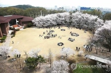 벚꽃 아래서 먹는 딸기의 맛