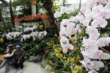 5일부터 봄꽃 페스티벌