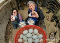 유기농 청란 생산