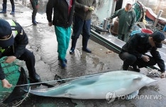 삼척서 그물에 걸려 죽은 돌고래 잇따라