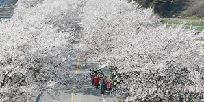 꽃망울 터트린 50리 벚꽃길