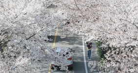 꽃망울 터트린 50리 벚꽃길