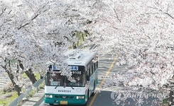 눈부신 함양 백운산 벚꽃길