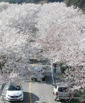 함양 백운산 50리 벚꽃길 장관
