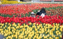 <대전소식> 대전오월드서 12∼30일 튤립축제