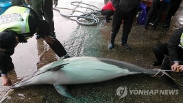 삼척시 원평마을 해상서 돌고래 혼획