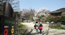 <카메라뉴스> 서산 개심사 상춘객 북적
