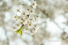 벚꽃지고 돋아나는 벚나무 잎처럼