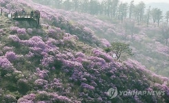 진달래 세상