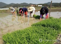 경남 고성서 모내기…작년보다 20일 일찍 2기작 시도