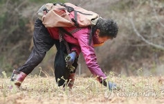 지리산 고사리 수확 한창