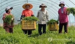 거창 미나리 수확