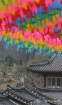 강아지와 산책하는 스님